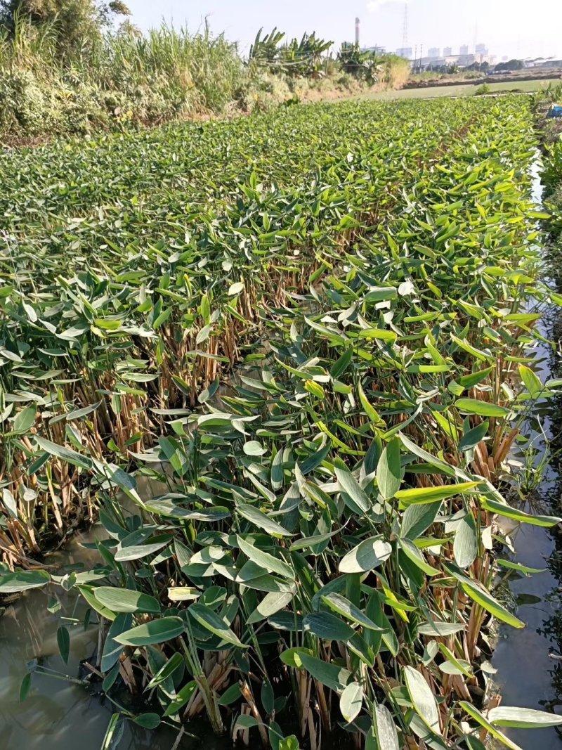 灯芯草水生植物工程袋苗湿地公园基地直供