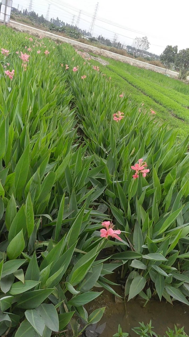 灯芯草水生植物工程袋苗湿地公园基地直供