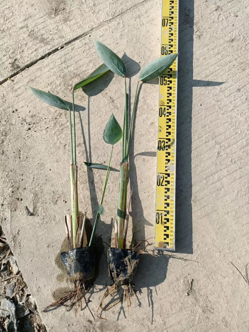 灯芯草水生植物工程袋苗湿地公园基地直供