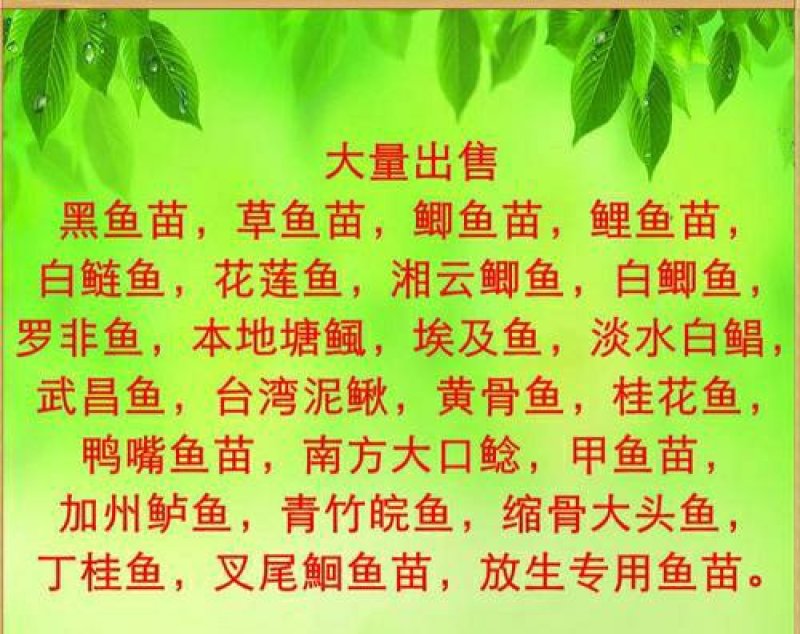 青鱼苗批发零售，品像好，成活率高，可技术支持