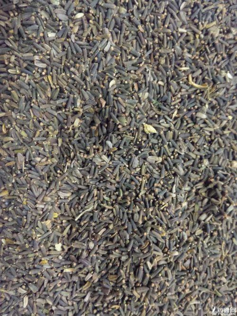 驱虫斑鸠菊，常年批发供应冷背中药材，驱虫斑鸠菊