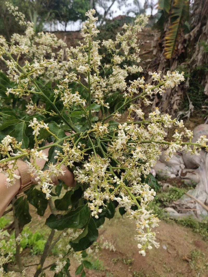 广西正宗黑黄皮苗黄皮苗正宗嫁接苗鸡心黄皮苗