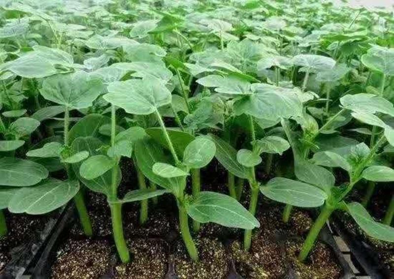 育苗基质营养土可用于蔬菜水果水稻育秧草莓西瓜苗50升