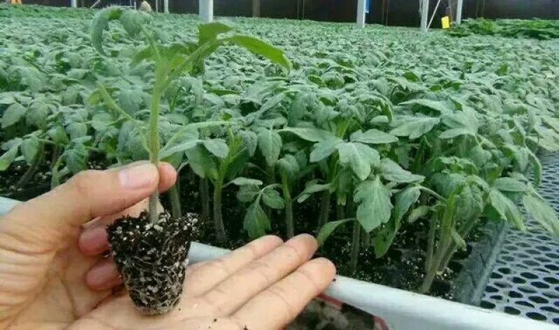 育苗基质营养土可用于蔬菜水果水稻育秧草莓西瓜苗50升