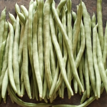 小金豆