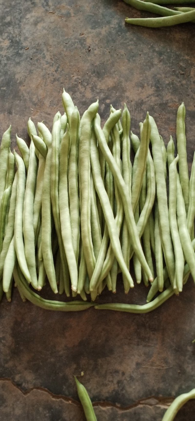 小金豆