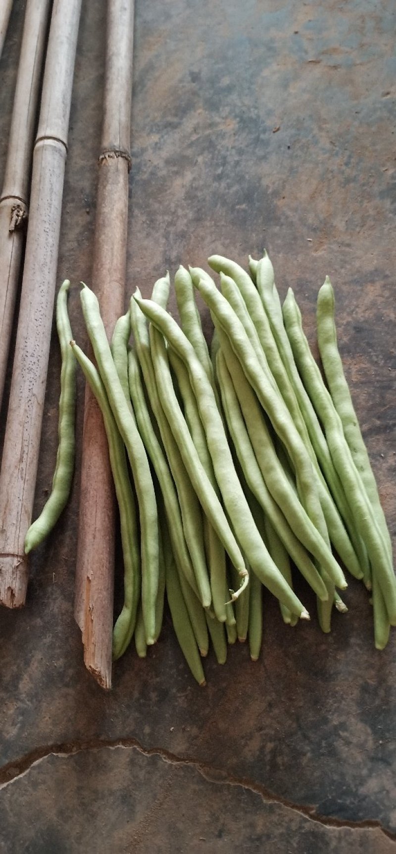 小金豆