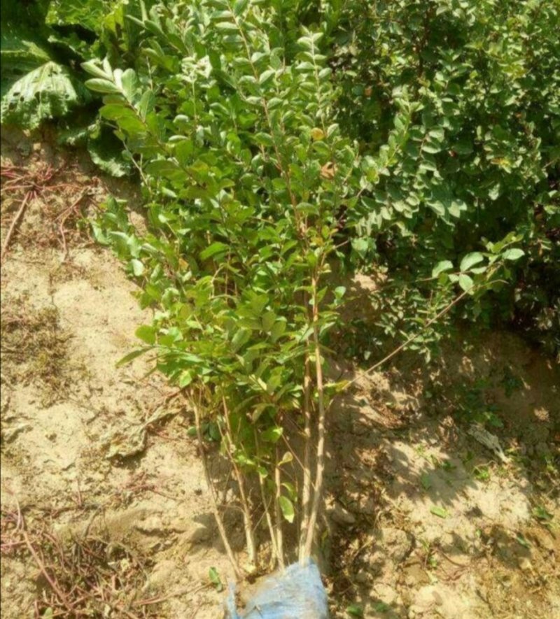 丛生紫薇紫薇1.5--2米产地直销