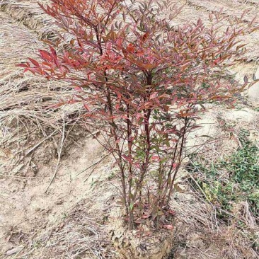 南天竹50~80cm
