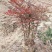 南天竹50~80cm
