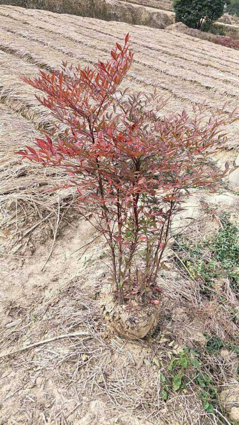 南天竹50~80cm