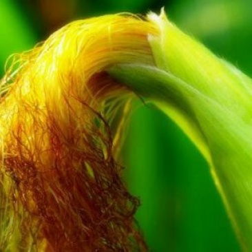 玉米须，常年批发供应玉米须药食同源