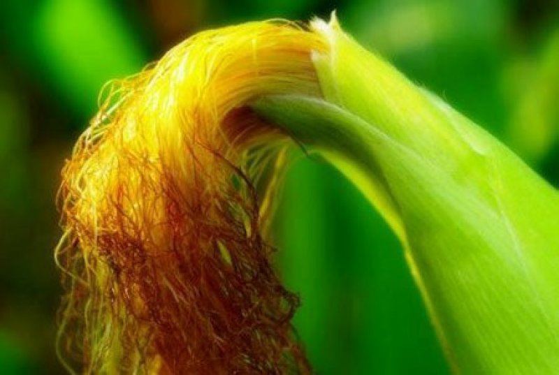 玉米须，常年批发供应玉米须药食同源