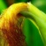 玉米须，常年批发供应玉米须药食同源