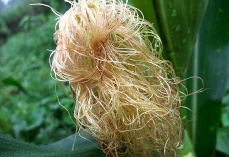 玉米须，常年批发供应玉米须药食同源