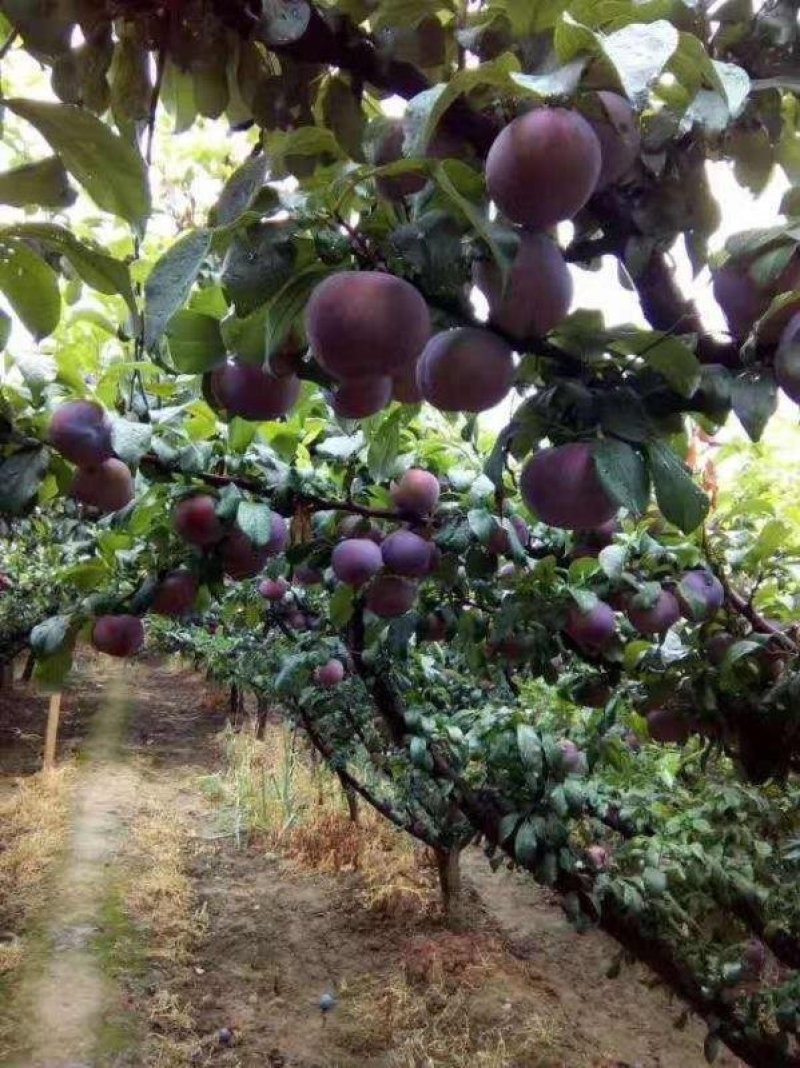 优质蜂糖李子苗黑布朗李基地现挖现发杜绝假苗包存活包技术