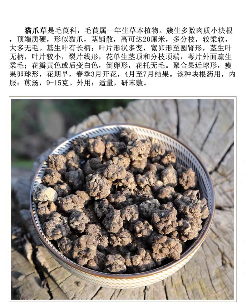 野生猫爪草