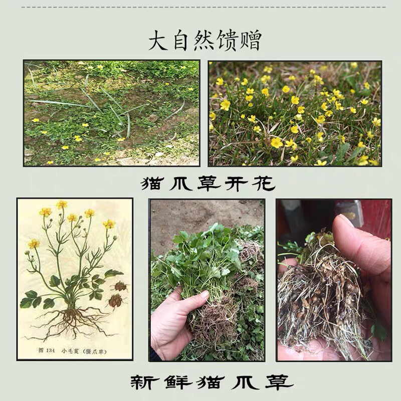 野生猫爪草