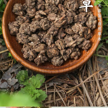 野生猫爪草
