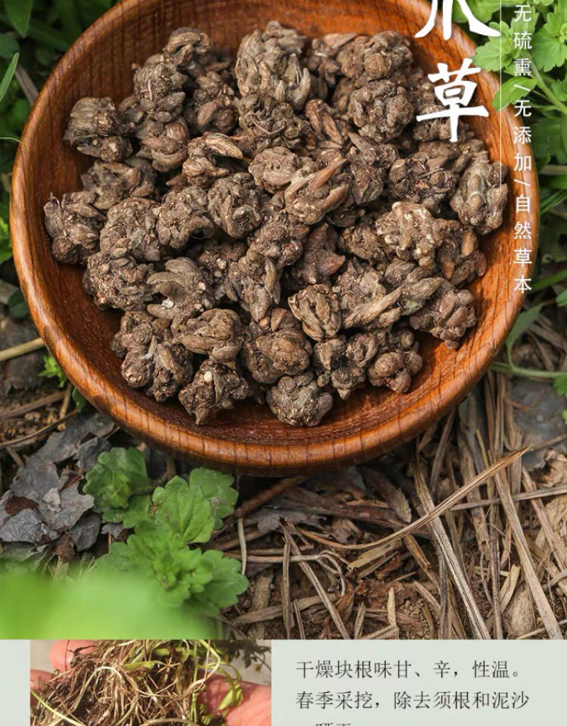 野生猫爪草