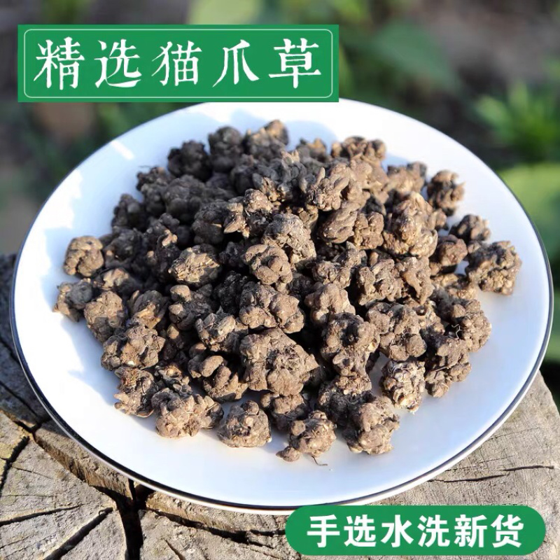 野生猫爪草