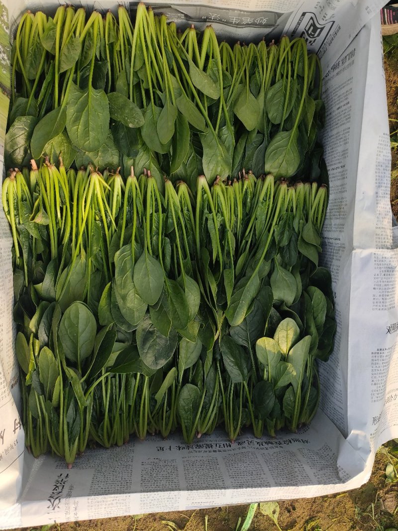 精品奶油小菠菜，叶片厚，叶片绿，营养价值高，产地直销。