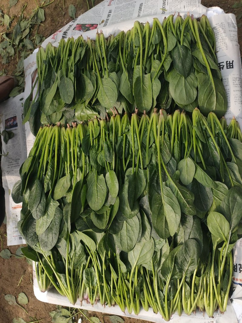 精品奶油小菠菜，叶片厚，叶片绿，营养价值高，产地直销。