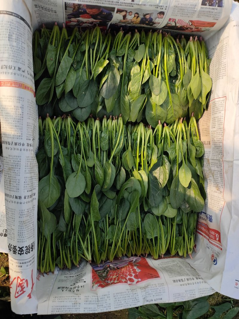 精品奶油小菠菜，叶片厚，叶片绿，营养价值高，产地直销。