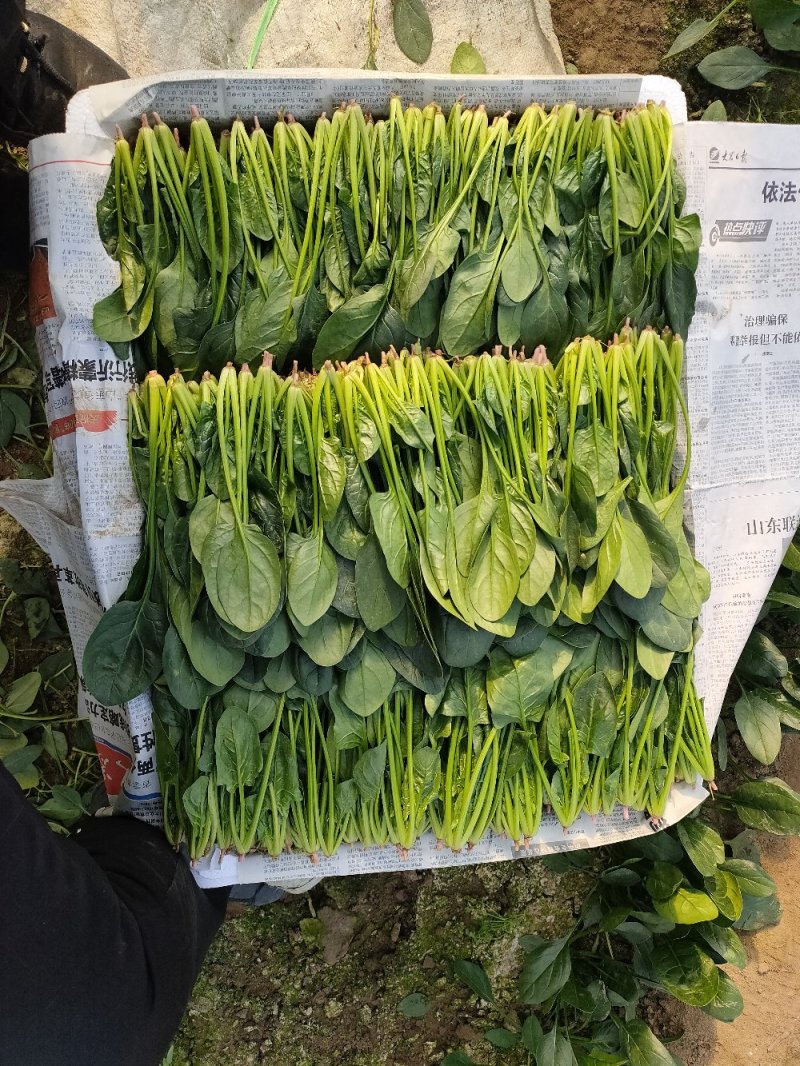 精品奶油小菠菜，叶片厚，叶片绿，营养价值高，产地直销。