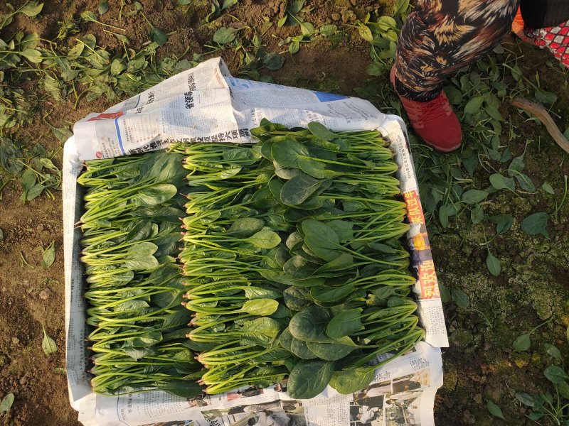 精品奶油小菠菜，叶片厚，叶片绿，营养价值高，产地直销。
