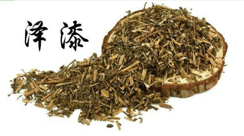 泽漆，常年批发供应野生泽漆中草药