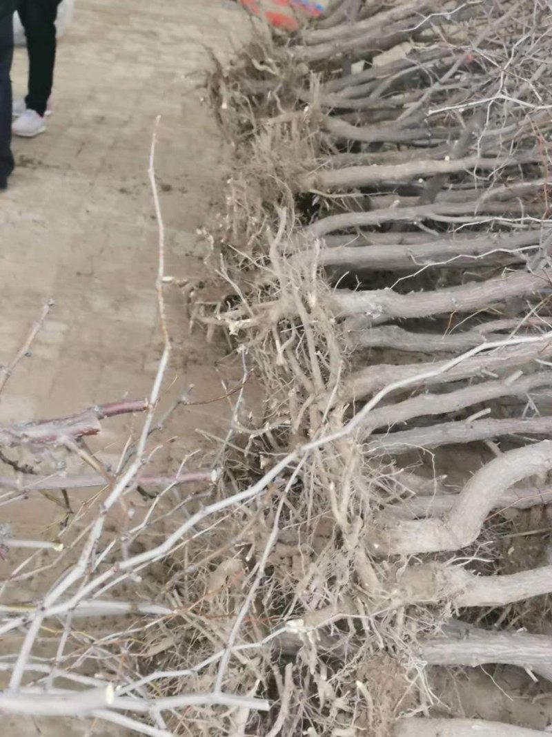冬枣树苗，有需要的朋友可以联系我已上市电联系