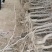 冬枣树苗，有需要的朋友可以联系我已上市电联系