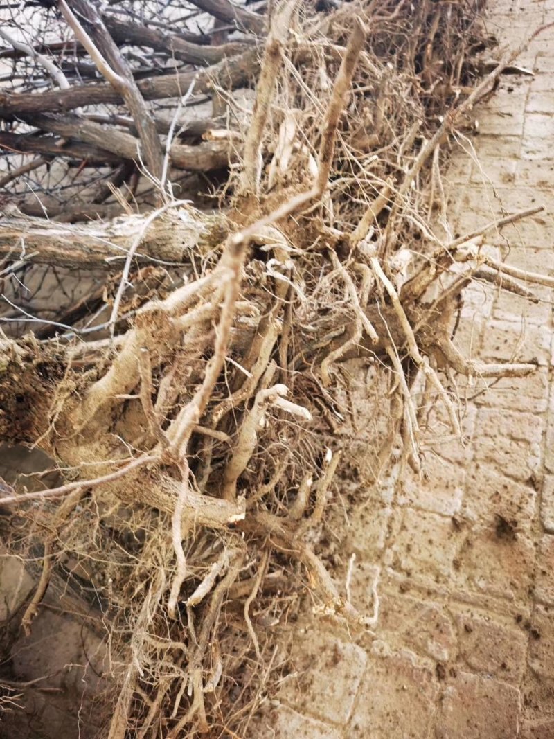 冬枣树苗，有需要的朋友可以联系我已上市电联系