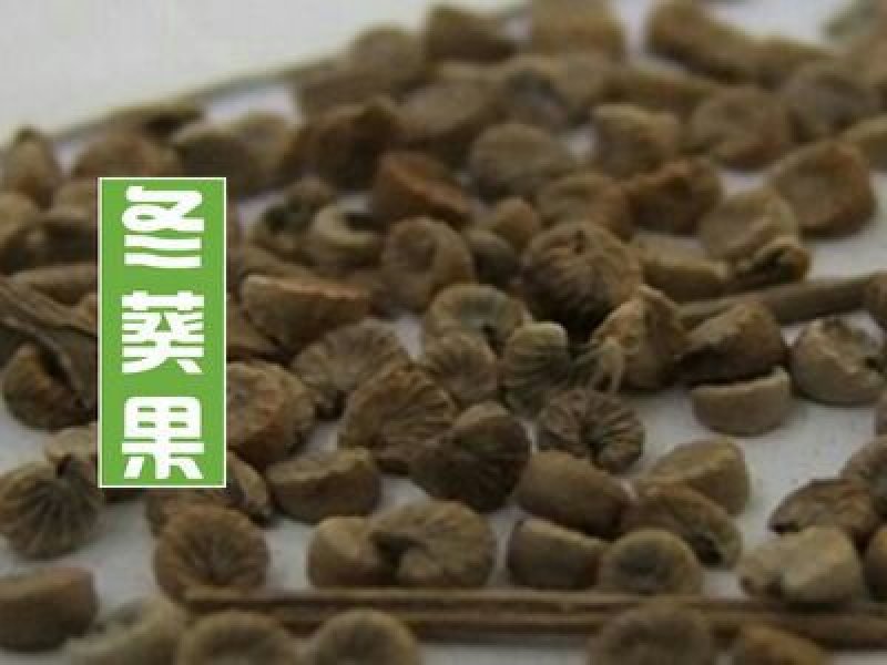 冬葵果，常年批发供应冬葵果，中药材
