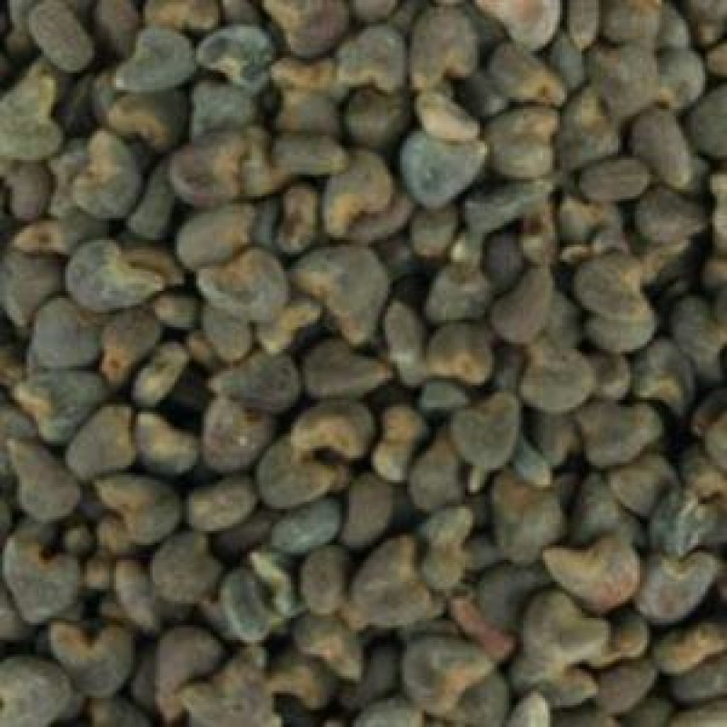 冬葵果，常年批发供应冬葵果，中药材