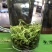 [标题]碧螺春新茶，明前芽茶，特级精选，一斤两罐装包邮