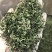 [标题]碧螺春新茶，明前芽茶，特级精选，一斤两罐装包邮