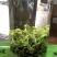 [标题]碧螺春新茶，明前芽茶，特级精选，一斤两罐装包邮