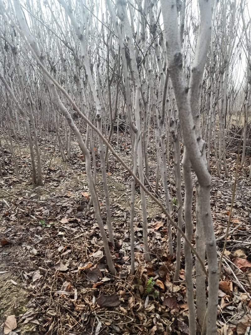 【紫荆，丛生，独杆。量大从优，欢迎咨询