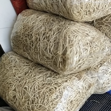 鱼腥草