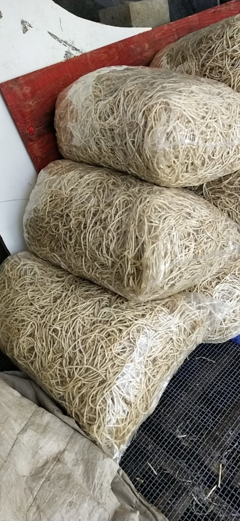 鱼腥草
