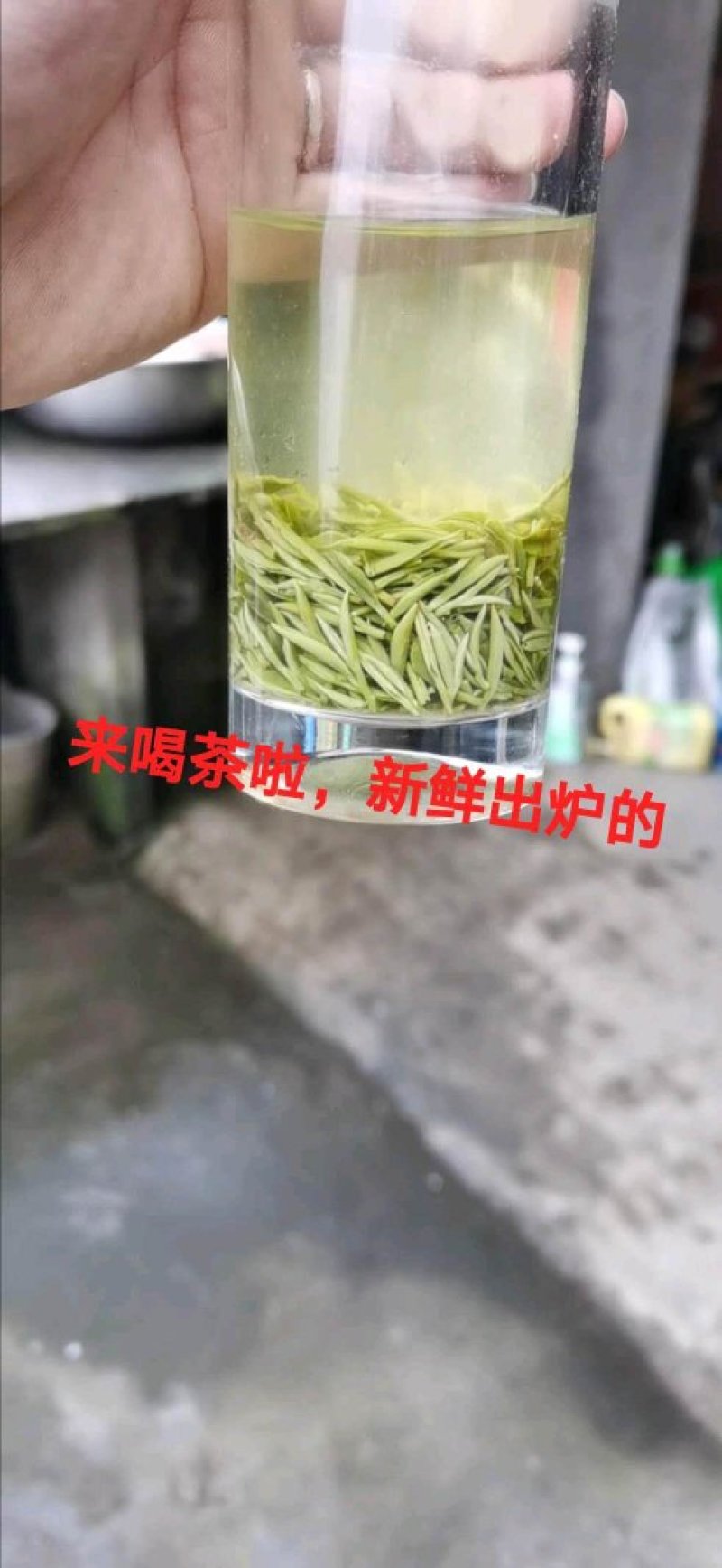 信阳毛尖