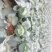 奥奇娜扁包菜2公斤左右