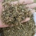 瞿麦，常年批发供应中草药瞿麦