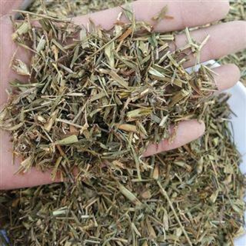 瞿麦，常年批发供应中草药瞿麦