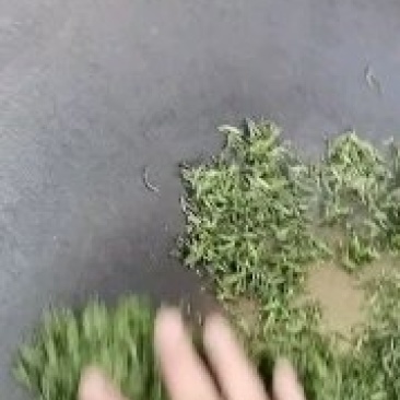 碧螺春