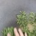 碧螺春