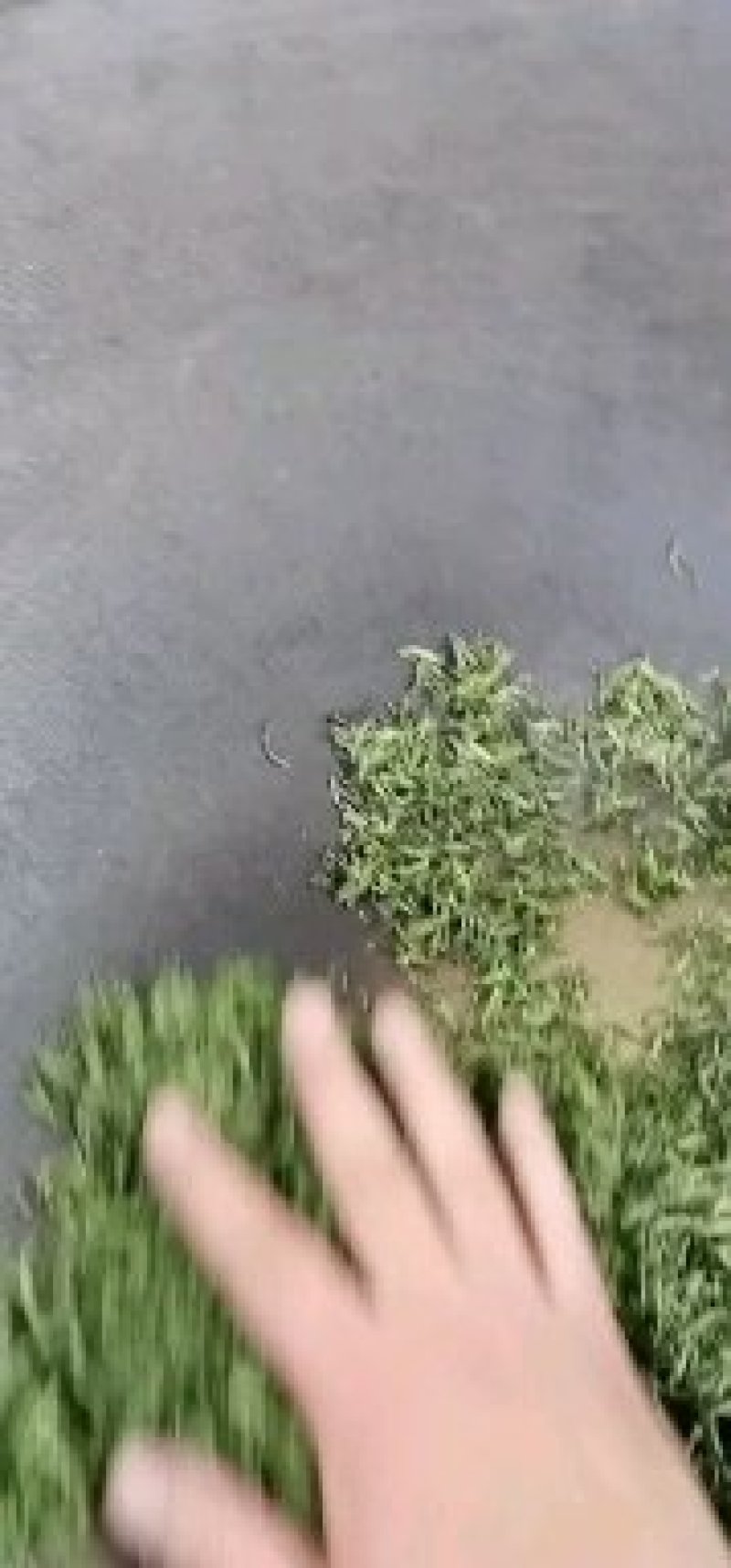 碧螺春