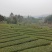 碧螺春
